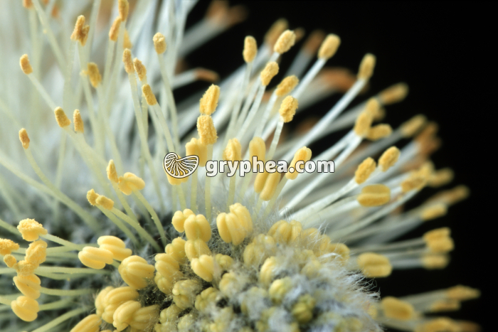 Saule (Salix caprea) - fleurs mâles (détail) - gryphea.com